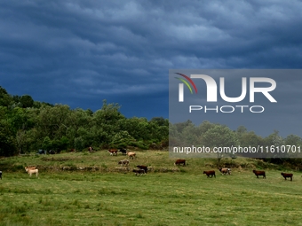 Cows and thunderstorms during storm Aitor in Veranne, France, on September 26, 2024. (