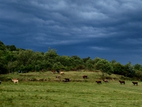 Cows and thunderstorms during storm Aitor in Veranne, France, on September 26, 2024. (