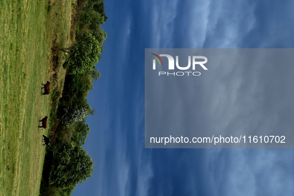 Cows and thunderstorms during storm Aitor in Veranne, France, on September 26, 2024. 