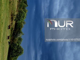 Cows and thunderstorms during storm Aitor in Veranne, France, on September 26, 2024. (