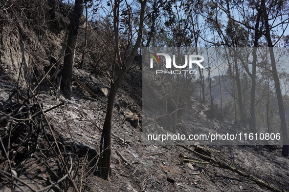 Aftermath of a forest fire in Quito, Ecuador, on September 26, 2024. The fire originated in the forest near Av. Simon Bolivar, close to the...