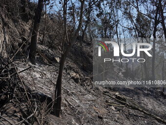 Aftermath of a forest fire in Quito, Ecuador, on September 26, 2024. The fire originated in the forest near Av. Simon Bolivar, close to the...