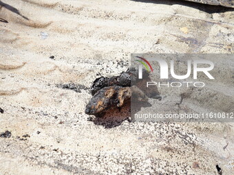 Aftermath of a forest fire in Quito, Ecuador, on September 26, 2024. The fire originated in the forest near Av. Simon Bolivar, close to the...