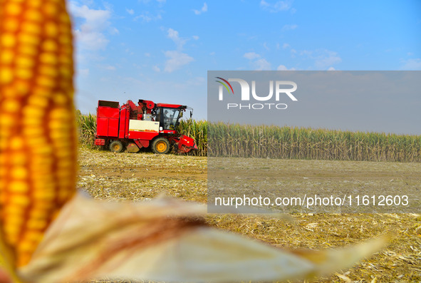 A farmer drives a corn harvester to work in a field in Zaozhuang, China, on September 27, 2024. 