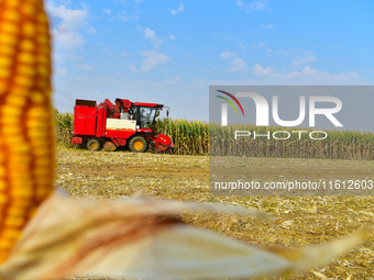 A farmer drives a corn harvester to work in a field in Zaozhuang, China, on September 27, 2024. (