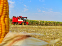 A farmer drives a corn harvester to work in a field in Zaozhuang, China, on September 27, 2024. (