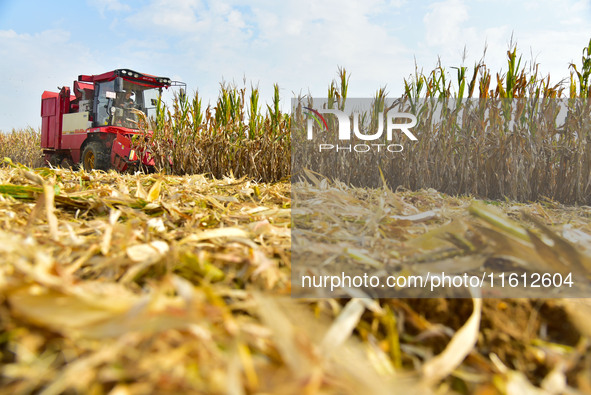 A farmer drives a corn harvester to work in a field in Zaozhuang, China, on September 27, 2024. 