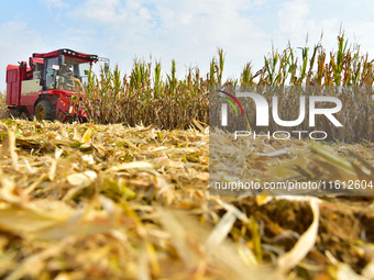 A farmer drives a corn harvester to work in a field in Zaozhuang, China, on September 27, 2024. (