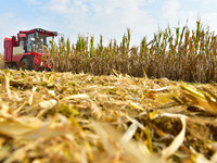 A farmer drives a corn harvester to work in a field in Zaozhuang, China, on September 27, 2024. (