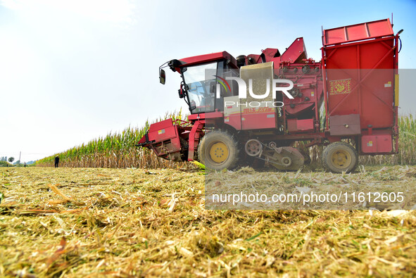 A farmer drives a corn harvester to work in a field in Zaozhuang, China, on September 27, 2024. 