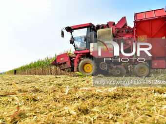 A farmer drives a corn harvester to work in a field in Zaozhuang, China, on September 27, 2024. (