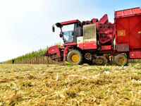 A farmer drives a corn harvester to work in a field in Zaozhuang, China, on September 27, 2024. (