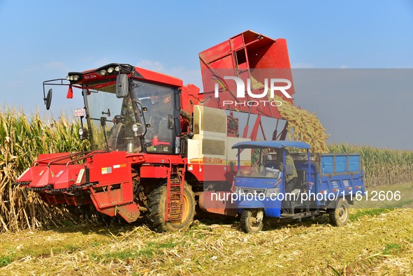 A farmer pours harvested corn into a tricycle in Zaozhuang, China, on September 27, 2024. 