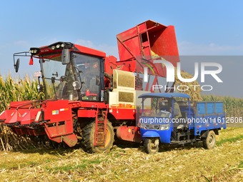 A farmer pours harvested corn into a tricycle in Zaozhuang, China, on September 27, 2024. (