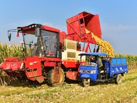 A farmer pours harvested corn into a tricycle in Zaozhuang, China, on September 27, 2024. (