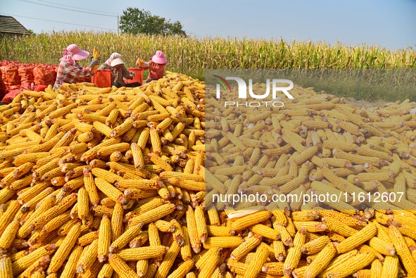 Farmers sort the harvested corn in Zaozhuang, China, on September 27, 2024. 