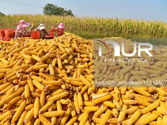 Farmers sort the harvested corn in Zaozhuang, China, on September 27, 2024. (