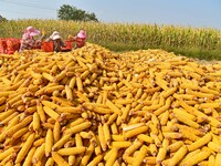 Farmers sort the harvested corn in Zaozhuang, China, on September 27, 2024. (