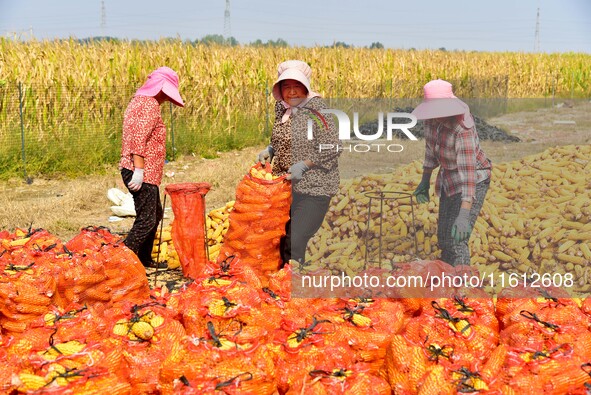 Farmers sort the harvested corn in Zaozhuang, China, on September 27, 2024. 