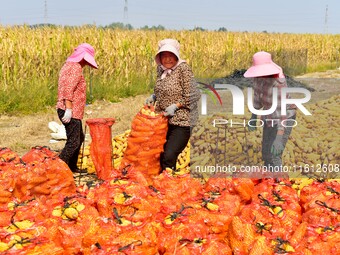 Farmers sort the harvested corn in Zaozhuang, China, on September 27, 2024. (