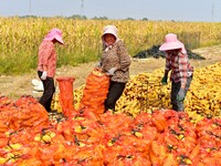 Farmers sort the harvested corn in Zaozhuang, China, on September 27, 2024. (