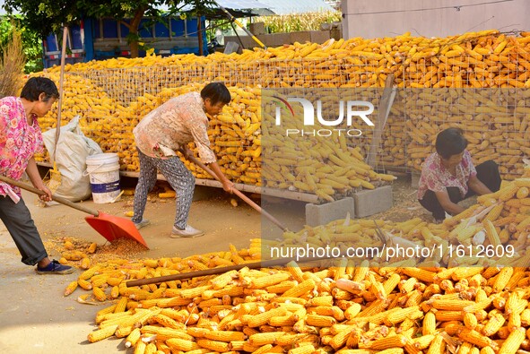 Farmers sort the harvested corn in Zaozhuang, China, on September 27, 2024. 