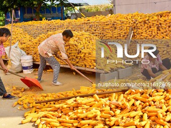 Farmers sort the harvested corn in Zaozhuang, China, on September 27, 2024. (