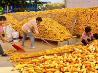 Farmers sort the harvested corn in Zaozhuang, China, on September 27, 2024. (