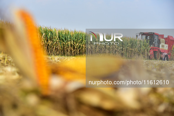 A farmer drives a corn harvester to work in a field in Zaozhuang, China, on September 27, 2024. 