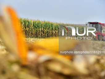 A farmer drives a corn harvester to work in a field in Zaozhuang, China, on September 27, 2024. (