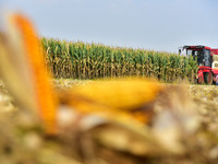 A farmer drives a corn harvester to work in a field in Zaozhuang, China, on September 27, 2024. (