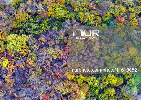 An aerial photo shows the scenery of Erguna wetland in Hulunbuir, China, on September 27, 2024. 