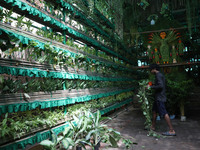 An artisan decorates a pandal with eight thousand natural plants to raise awareness about global deforestation, climate change, the importan...