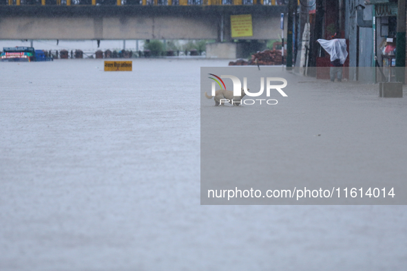 A dog wades through a flooded area in Kathmandu, Nepal, on September 27, 2024. The Himalayan nation witnesses downpour after the activation...