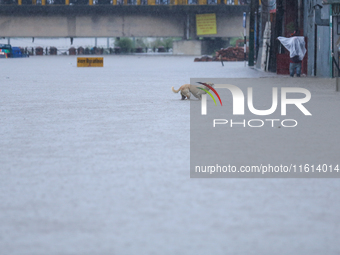 A dog wades through a flooded area in Kathmandu, Nepal, on September 27, 2024. The Himalayan nation witnesses downpour after the activation...