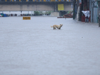 A dog wades through a flooded area in Kathmandu, Nepal, on September 27, 2024. The Himalayan nation witnesses downpour after the activation...