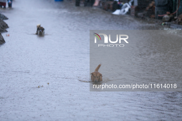 A dog wades through a flooded area in Kathmandu, Nepal, on September 27, 2024. The Himalayan nation witnesses downpour after the activation...