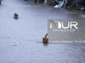 A dog wades through a flooded area in Kathmandu, Nepal, on September 27, 2024. The Himalayan nation witnesses downpour after the activation...