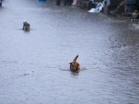 A dog wades through a flooded area in Kathmandu, Nepal, on September 27, 2024. The Himalayan nation witnesses downpour after the activation...