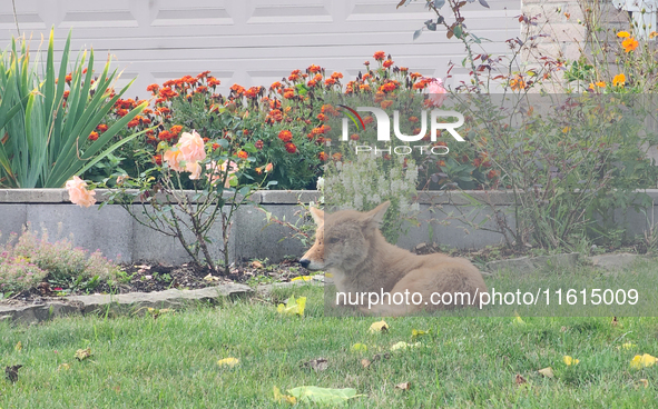 A coyote (Canis latrans) in Toronto, Ontario, Canada, on September 27, 2024. The coyote is also known as the American jackal, prairie wolf,...