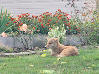 A coyote (Canis latrans) in Toronto, Ontario, Canada, on September 27, 2024. The coyote is also known as the American jackal, prairie wolf,...