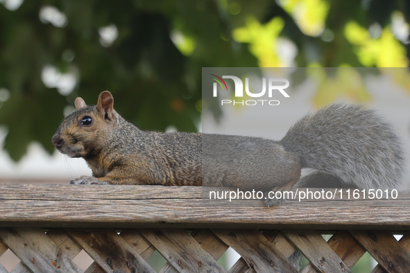 An eastern gray squirrel (Sciurus carolinensis) in Toronto, Ontario, Canada, on September 17, 2024. 