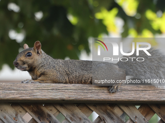 An eastern gray squirrel (Sciurus carolinensis) in Toronto, Ontario, Canada, on September 17, 2024. (