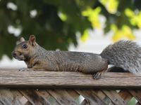 An eastern gray squirrel (Sciurus carolinensis) in Toronto, Ontario, Canada, on September 17, 2024. (