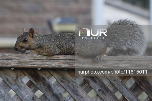 An eastern gray squirrel (Sciurus carolinensis) in Toronto, Ontario, Canada, on September 17, 2024. 