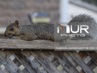 An eastern gray squirrel (Sciurus carolinensis) in Toronto, Ontario, Canada, on September 17, 2024. (