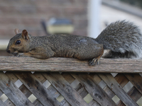 An eastern gray squirrel (Sciurus carolinensis) in Toronto, Ontario, Canada, on September 17, 2024. (