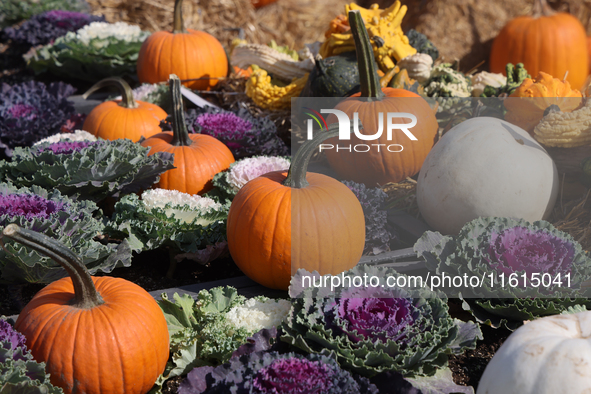 Pumpkins are displayed at a farm in Stouffville, Ontario, Canada, on September 22, 2024. 