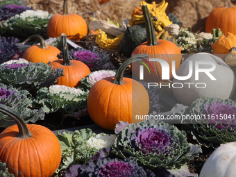 Pumpkins are displayed at a farm in Stouffville, Ontario, Canada, on September 22, 2024. (