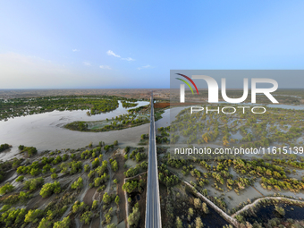 The Populus euphratica forest wetland lies on both sides of the Tarim River Bridge along the desert highway in Bazhou, Xinjiang province, Ch...